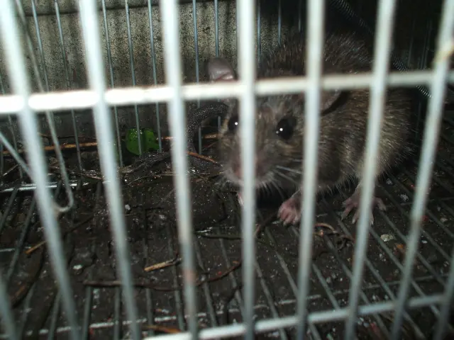 天井の雨漏り　小動物