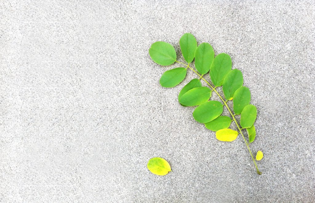 コンクリート　床　植物