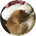 ねこみみ ねこみみ