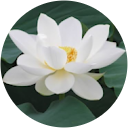 小松万樹 小松万樹