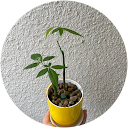 トムandジョリー